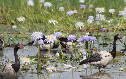 Corroboree Park Tavern - Tourism TAS 10