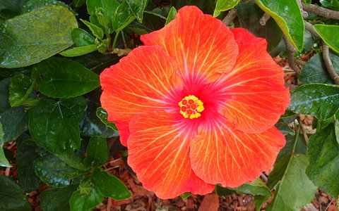 BEST WESTERN Sea Spray Motel - Tourism TAS 23