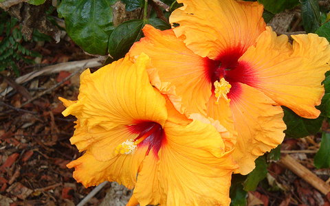 BEST WESTERN Sea Spray Motel - Tourism TAS 24