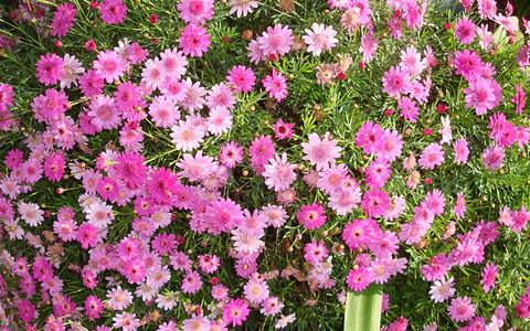 BEST WESTERN Sea Spray Motel - Tourism TAS 27