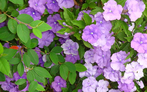 BEST WESTERN Sea Spray Motel - Tourism TAS 26