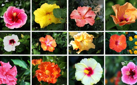 BEST WESTERN Sea Spray Motel - Tourism TAS 28