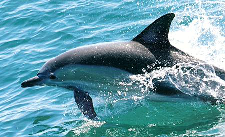 Nelson Bay Breeze Holiday Apartments - Tourism TAS 8
