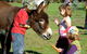 Diamond Forest Cottages Farmstay - thumb 3