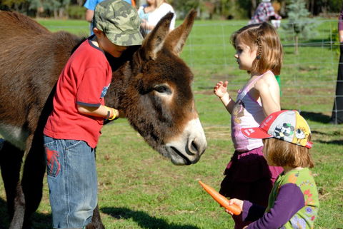 Diamond Forest Cottages Farmstay - Tourism TAS 3
