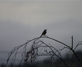 Viewenmore Villa Bed & Breakfast - Tourism TAS 5