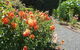 Boat Harbour Garden Cottages - thumb 3