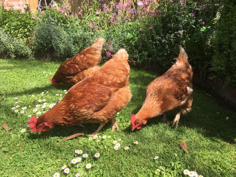 Aggies Bed And Breakfast - Tourism TAS 3