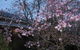 Finches Of Beechworth - thumb 3