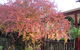 Finches Of Beechworth - thumb 4