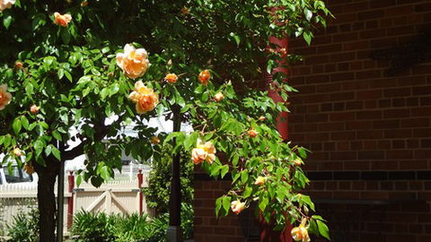 Carlyle House Rutherglen - Hobart Tourism 5
