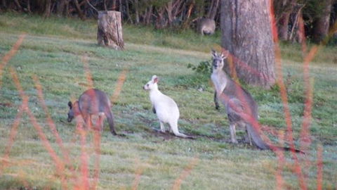 Yering Gorge Cottages - Hobart Tourism 4