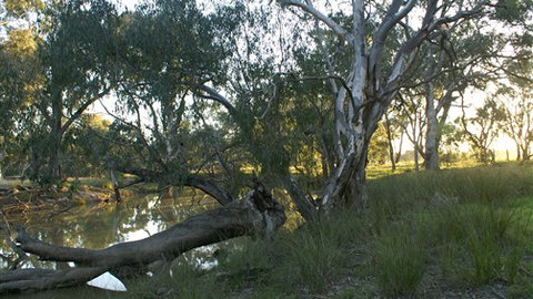 Numurkah Caravan Park - Tourism TAS 5