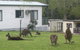 Halls Gap Caravan Park - thumb 0