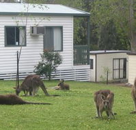 Halls Gap Caravan Park - Tourism TAS