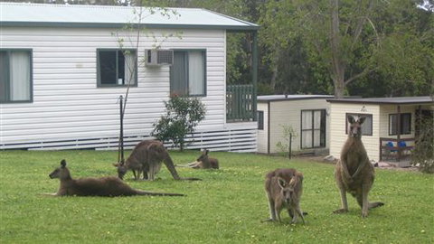 Halls Gap Caravan Park - Hobart Tourism 0