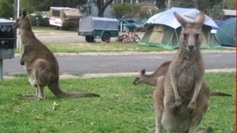 Halls Gap Caravan Park - Hobart Tourism 4