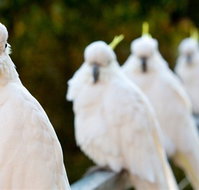 Aireys Inlet Getaway Resort - Tourism TAS