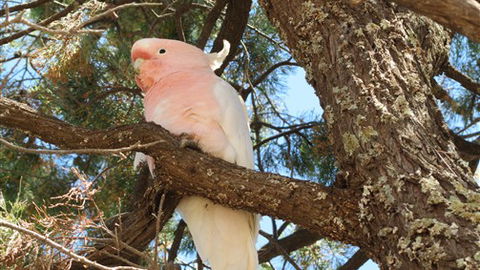 Mungo Lodge - Hobart Tourism 3