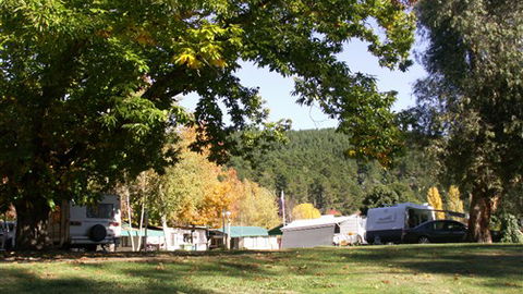 Porepunkah Pines Holiday Park - Tourism TAS 5