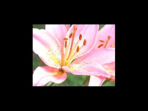 A Country House At Winstanley - Hobart Tourism 3