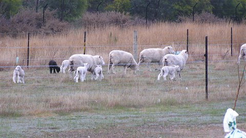 Auberge Woodend - Tourism TAS 0