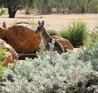 Kangaroos in the Top Paddock - Hobart Tourism
