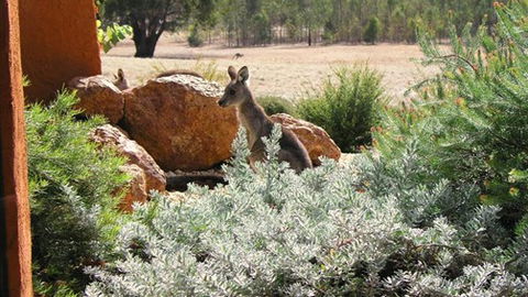 Kangaroos In The Top Paddock - Hobart Tourism 0