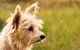 Barkala Farmstay And Blue Wren Bush Cafe - thumb 2