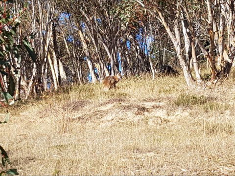 Braemar Bay Holiday Park - Hobart Tourism 10