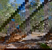 Back Yamma State Forest