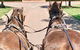Hunter Valley Horses - thumb 0