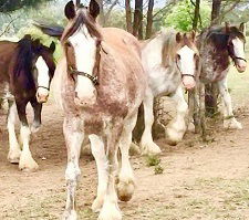 Hunter Valley Horses - Hobart Tourism 1