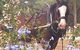 Hunter Valley Horses - thumb 3