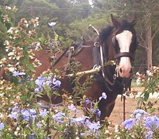 Hunter Valley Horses - Hobart Tourism 3
