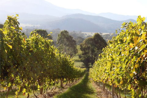 Pizzini's Vineyard Guesthouse - Tourism TAS 6