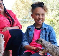 Billabong Koala and Wildlife Park - Hobart Tourism