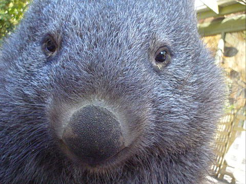 Kingbilli - Hobart Tourism 4