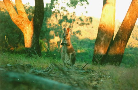 Kingbilli - Hobart Tourism 7