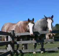 Clydesdale Motel and Steakhouse - Hobart Tourism