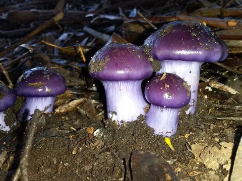 Eagle's Roost Farmstay B&B - Tourism TAS 9