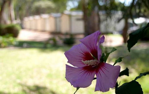 Riverbend Caravan Park Renmark - Hobart Tourism 3