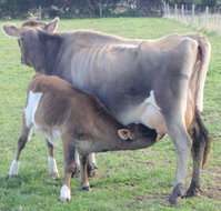 Animal Land - Tourism TAS