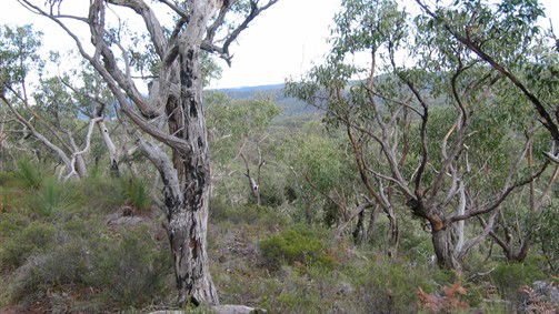 Greta Main NSW Hobart Tourism