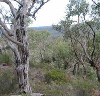 The Glen - Hobart Tourism