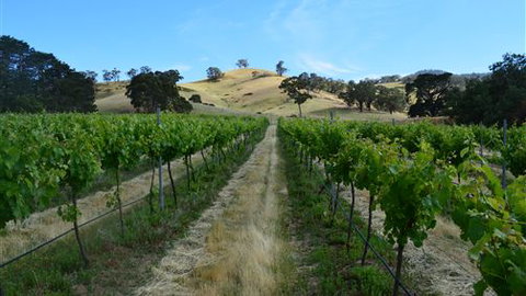 Blue House At Mountainside Wines - Tourism TAS 1