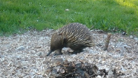 Sabrelyn Park - Tourism TAS 5
