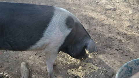 Cloud End Farmstay - Tourism TAS 4