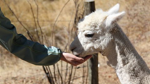 Cloud End Farmstay - Tourism TAS 6