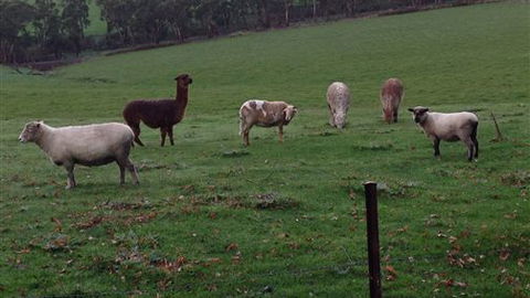 Bellevue Farmstay - Tourism TAS 6
